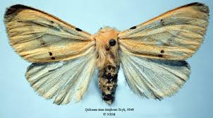 Attēlu rezultāti vaicājumam “Spilosoma lutea”