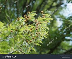 Attēlu rezultāti vaicājumam “Fagus sylvatica fo. laciniata”