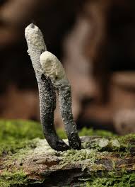 Attēlu rezultāti vaicājumam “Xylaria”