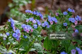 Image result for Pulmonaria officinalis