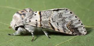 Attēlu rezultāti vaicājumam “Furcula bifida”