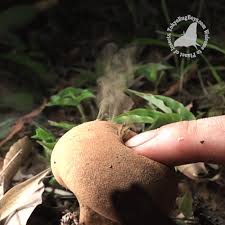 Attēlu rezultāti vaicājumam “Lophozia excisa”