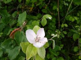 Attēlu rezultāti vaicājumam “Cydonia oblonga flower”