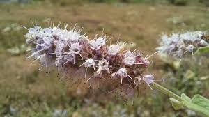 Attēlu rezultāti vaicājumam “Mentha longifolia flower”