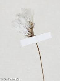 Attēlu rezultāti vaicājumam “Eriophorum gracile leaf”