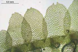 Attēlu rezultāti vaicājumam “Calypogeia”