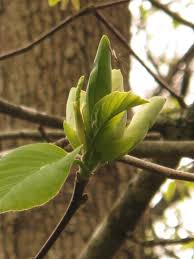 Attēlu rezultāti vaicājumam “Magnolia acuminata bud”