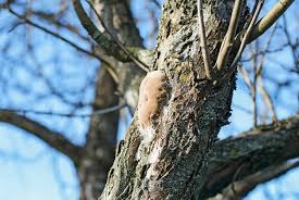 Attēlu rezultāti vaicājumam “Phellinus pomaceus”