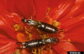 Attēlu rezultāti vaicājumam “Forficula auricularia male”