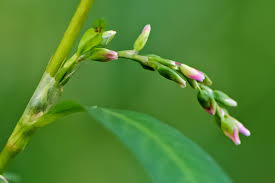 Attēlu rezultāti vaicājumam “Persicaria hydropiper”