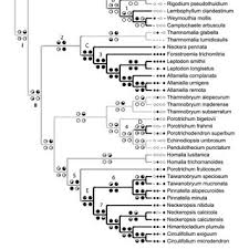 Attēlu rezultāti vaicājumam “Homalia trichomanoides sporophyte”