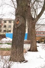 Attēlu rezultāti vaicājumam “Daedalea quercina”