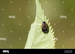 Attēlu rezultāti vaicājumam “Ectobius sylvestris male”