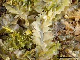 Attēlu rezultāti vaicājumam “Geocalyx graveolens”