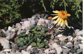 Attēlu rezultāti vaicājumam “Pseudocalliergon turgescens”