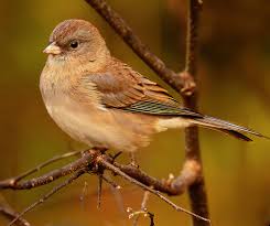 Image result for Junco hyemalis