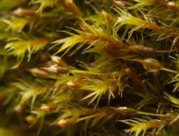 Attēlu rezultāti vaicājumam “Racomitrium heterostichum”