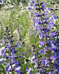 Image result for Salbei