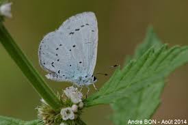 Attēlu rezultāti vaicājumam “Celastrina argiolus underside”