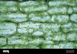 Attēlu rezultāti vaicājumam “Elodea canadensis leaf”