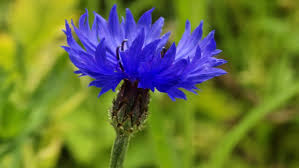 Image result for Heemtuin Rucphen