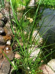 Attēlu rezultāti vaicājumam “Bolboschoenus maritimus flower”