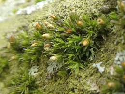 Attēlu rezultāti vaicājumam “Orthotrichum diaphanum”