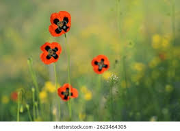 Attēlu rezultāti vaicājumam “Papaver argemone”