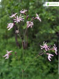Attēlu rezultāti vaicājumam “Lychnis flos-cuculi fruit”
