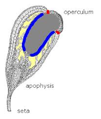 Attēlu rezultāti vaicājumam “Bryum pallens sporophyte”