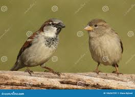 Attēlu rezultāti vaicājumam “Passer domesticus male”