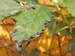 Attēlu rezultāti vaicājumam “Nematus ribesii”