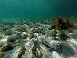 Image result for Platycephalus speculator