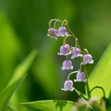 Attēlu rezultāti vaicājumam “Convallaria majalis flower”