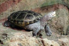 Image result for Malaclemys terrapin