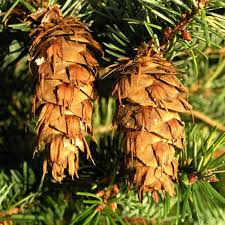 Attēlu rezultāti vaicājumam “Pseudotsuga menziesii”