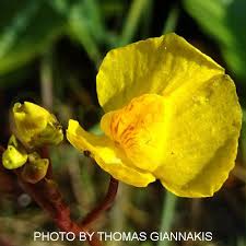 Attēlu rezultāti vaicājumam “Utricularia vulgaris flower”