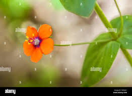 Attēlu rezultāti vaicājumam “Anagallis arvensis flower”