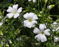 Image result for Gypsophila elegans