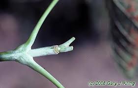 Attēlu rezultāti vaicājumam “Acer negundo bud”