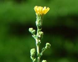 Attēlu rezultāti vaicājumam “Lactuca sativa flower”