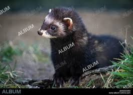 Attēlu rezultāti vaicājumam “Mustela putorius”