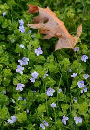 Attēlu rezultāti vaicājumam “Veronica filiformis flower”