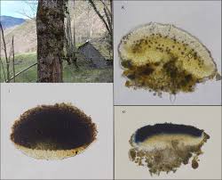 Attēlu rezultāti vaicājumam “Bacidia rubella”