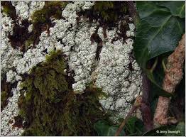 Attēlu rezultāti vaicājumam “Pertusaria leioplaca”