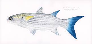 Image result for Crenimugil seheli