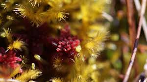 Attēlu rezultāti vaicājumam “Sphagnum warnstorfii”