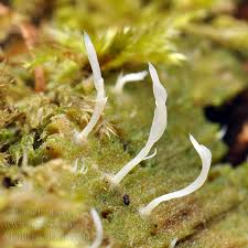 Attēlu rezultāti vaicājumam “Multiclavula mucida”