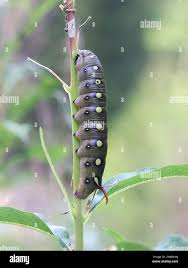 Attēlu rezultāti vaicājumam “Hyles gallii larva”
