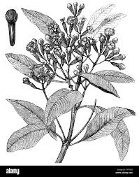 Attēlu rezultāti vaicājumam “Chaerophyllum aromaticum fruit”